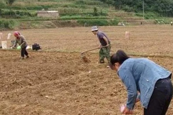 冬瓜适合种什么品种,可选择小翠妹冬瓜、嫩仔1号等