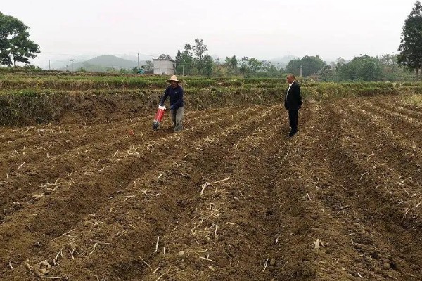 冬瓜适合种什么品种,可选择小翠妹冬瓜、嫩仔1号等