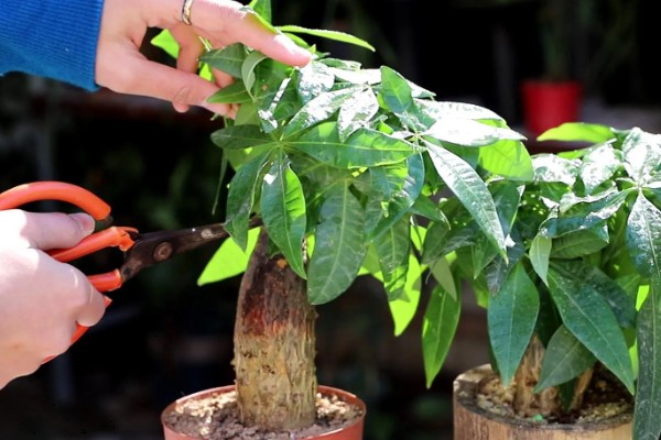 发财树冬天叶子耷拉了的原因，可能是环境过冷或过于干燥所致