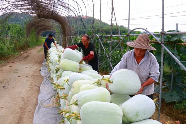 冬瓜适合种什么品种,可选择小翠妹冬瓜、嫩仔1号等