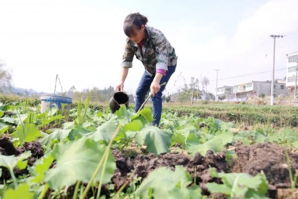 种植油菜如何鉴别缺肥症，缺少氮肥会导致植株矮小