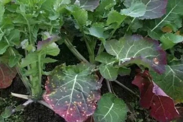 种植油菜如何鉴别缺肥症，缺少氮肥会导致植株矮小