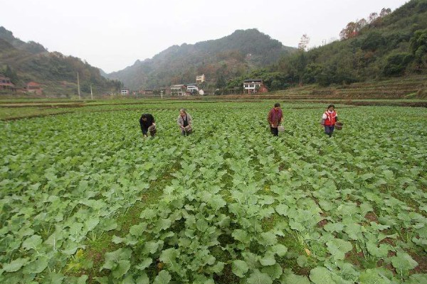 种植油菜如何鉴别缺肥症，缺少氮肥会导致植株矮小