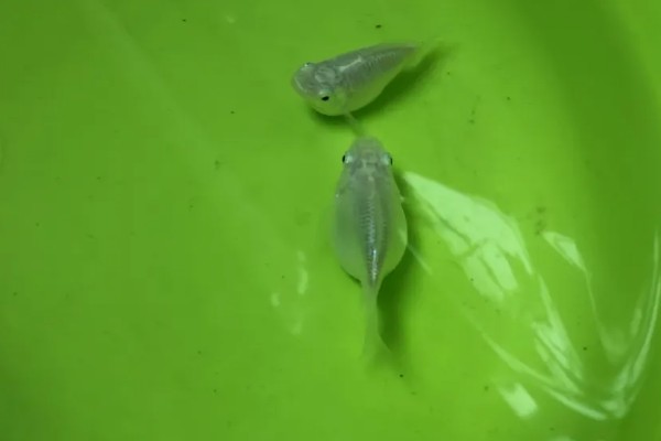 刚出生小鱼要喂食吗，一般不用喂食