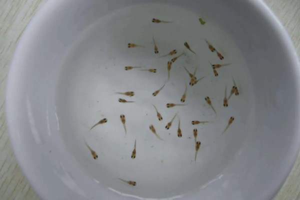 刚出生小鱼要喂食吗，一般不用喂食