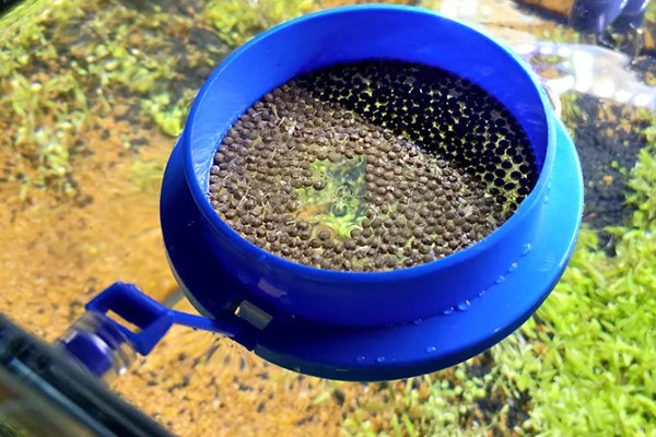 刚出生小鱼要喂食吗，一般不用喂食