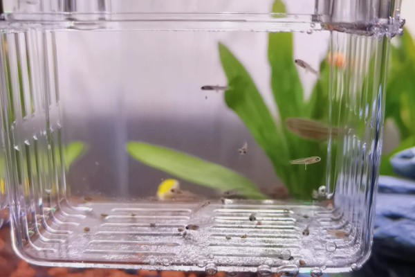 刚出生小鱼要喂食吗，一般不用喂食