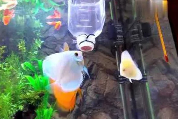 刚出生小鱼要喂食吗，一般不用喂食