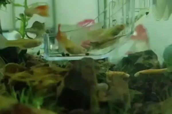 刚出生小鱼要喂食吗，一般不用喂食