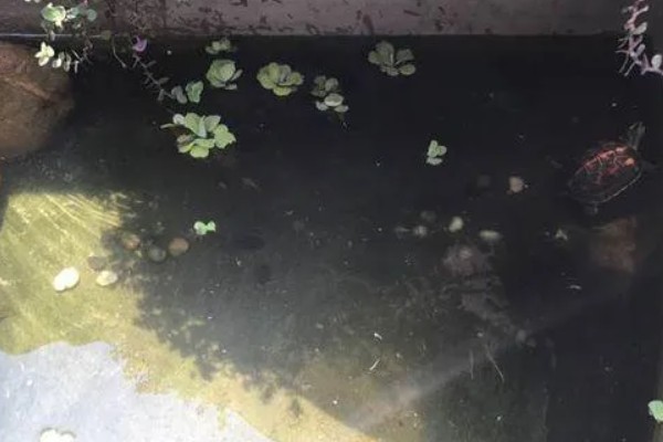 怎么养花龟苗，饲料一定要确保新鲜