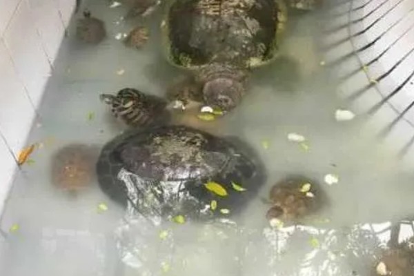 怎么养花龟苗，饲料一定要确保新鲜