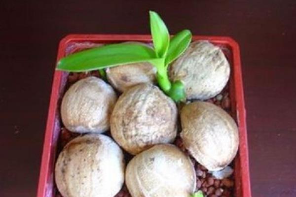 文殊兰如何养殖，生长季节需要有充足的水分