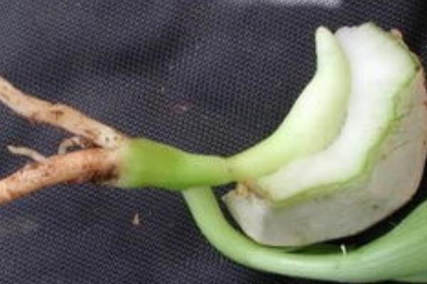 文殊兰如何养殖，生长季节需要有充足的水分
