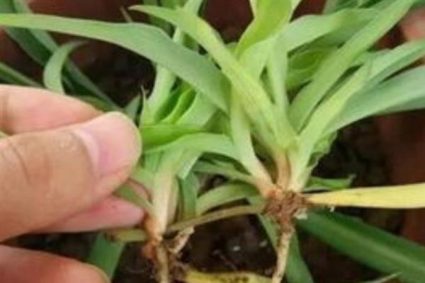 文殊兰如何养殖，生长季节需要有充足的水分