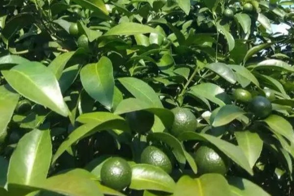 沙糖桔果实偏小的原因及补救措施，可能是养分不足所致