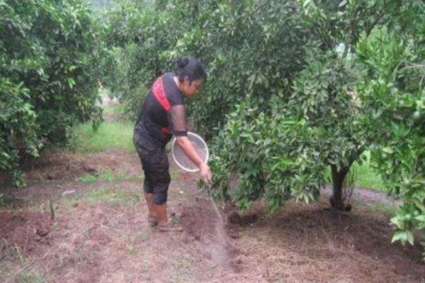 沙糖桔果实偏小的原因及补救措施，可能是养分不足所致