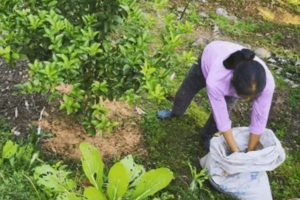 沙糖桔果实偏小的原因及补救措施，可能是养分不足所致