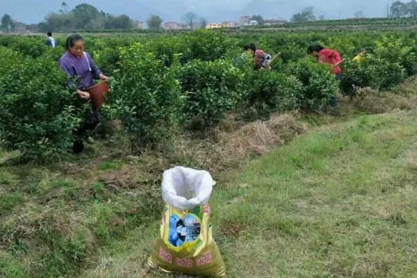 沙糖桔果实偏小的原因及补救措施，可能是养分不足所致