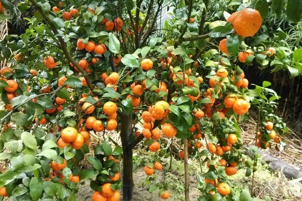 沙糖桔果实偏小的原因及补救措施，可能是养分不足所致