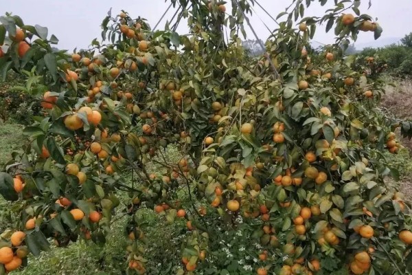 沙糖桔果实偏小的原因及补救措施，可能是养分不足所致