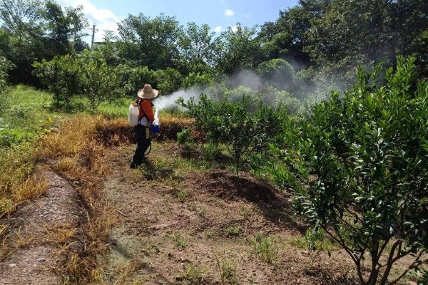 沙糖桔果实偏小的原因及补救措施，可能是养分不足所致