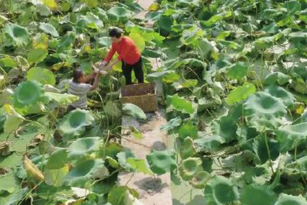 种莲藕一亩的产量，一年可收获莲藕约6000斤
