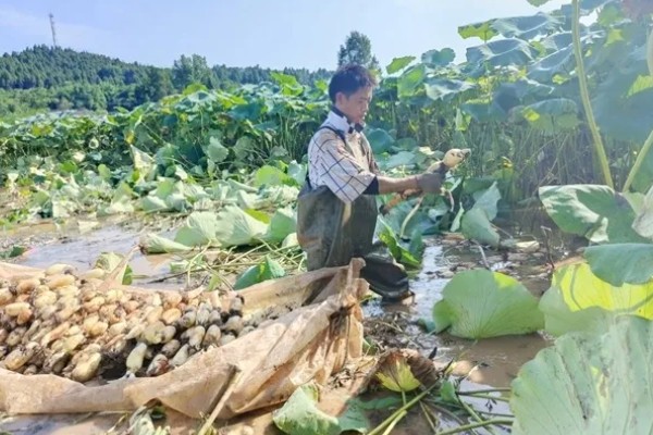 种莲藕一亩的产量，一年可收获莲藕约6000斤