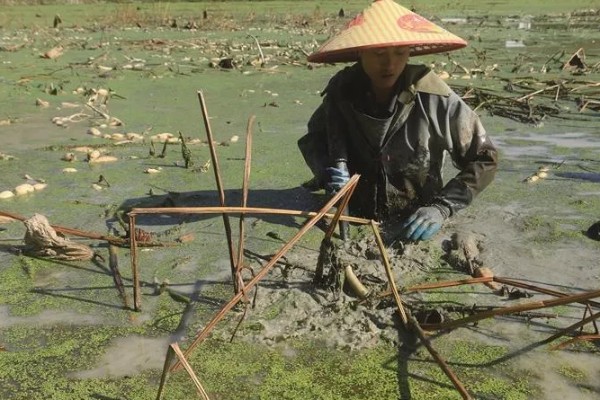种莲藕一亩的产量，一年可收获莲藕约6000斤