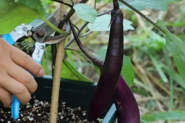 秋茄子的种植技巧,可利用春茄老蔸培植复壮