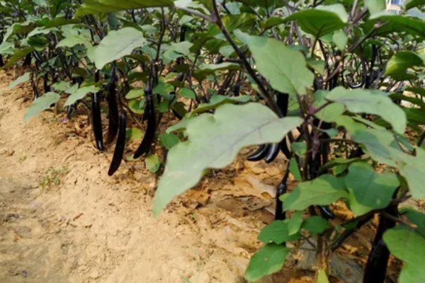 秋茄子的种植技巧,可利用春茄老蔸培植复壮