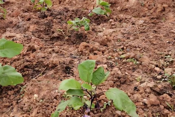 秋茄子的种植技巧,可利用春茄老蔸培植复壮
