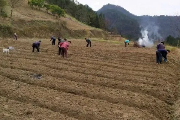 秋茄子的种植技巧,可利用春茄老蔸培植复壮