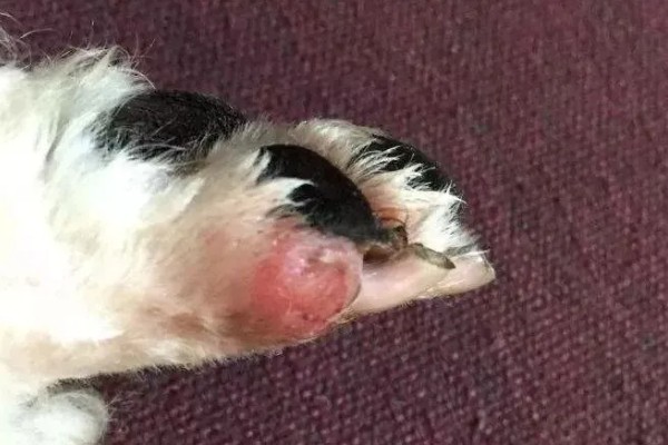 如何预防狗狗趾间炎，要定期修剪脚底毛和指甲