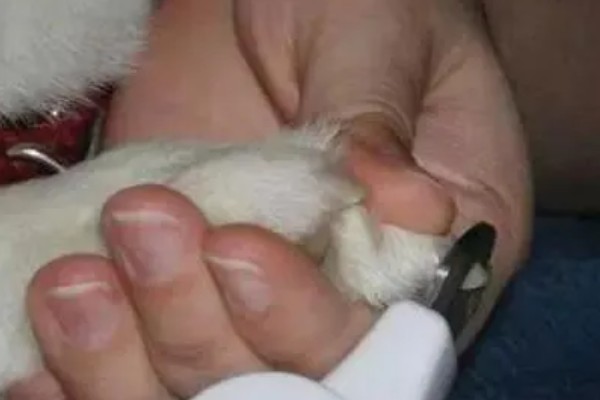 如何预防狗狗趾间炎，要定期修剪脚底毛和指甲