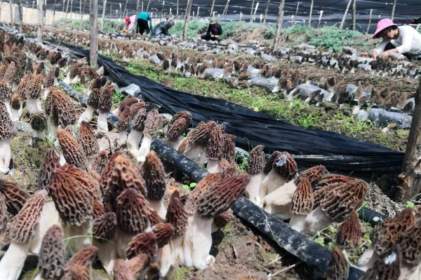 羊肚菌大棚的搭建方法,占地面积适合400-800平方米