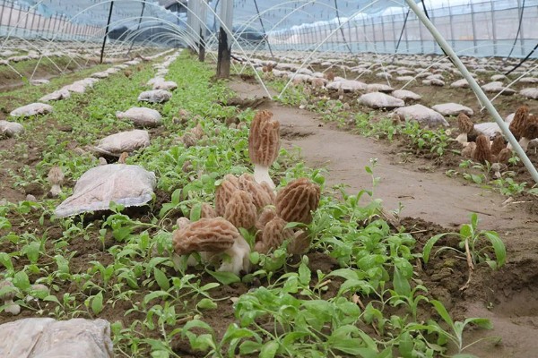 羊肚菌大棚的搭建方法,占地面积适合400-800平方米