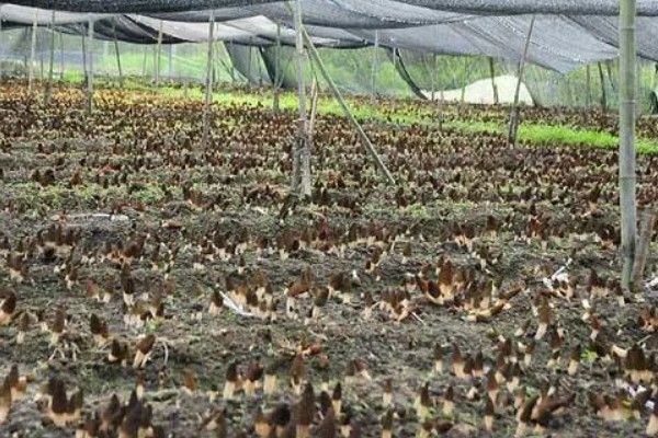 羊肚菌大棚的搭建方法,占地面积适合400-800平方米