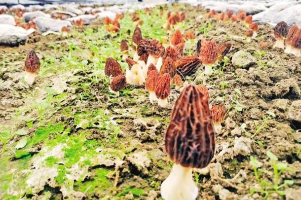 羊肚菌大棚的搭建方法,占地面积适合400-800平方米