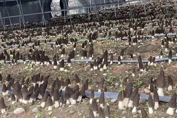 羊肚菌大棚的搭建方法,占地面积适合400-800平方米