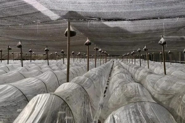 羊肚菌大棚的搭建方法,占地面积适合400-800平方米