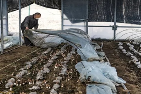 羊肚菌大棚的搭建方法,占地面积适合400-800平方米