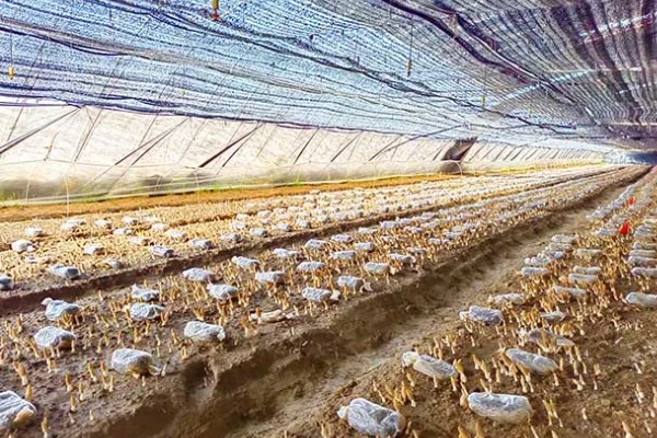 羊肚菌大棚的搭建方法,占地面积适合400-800平方米