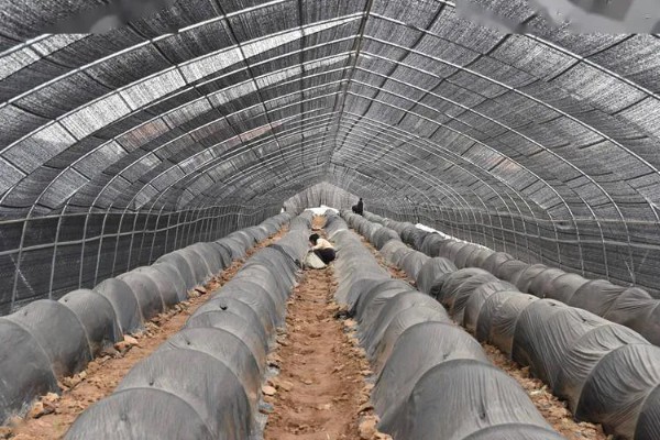 羊肚菌大棚的搭建方法,占地面积适合400-800平方米