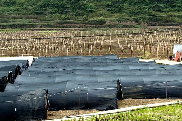 羊肚菌大棚的搭建方法,占地面积适合400-800平方米