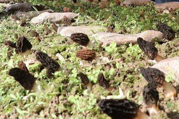 羊肚菌大棚的搭建方法,占地面积适合400-800平方米