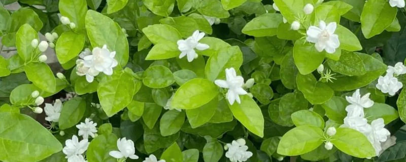 不怕晒的阳台植物有哪些，有茉莉花、海棠花等