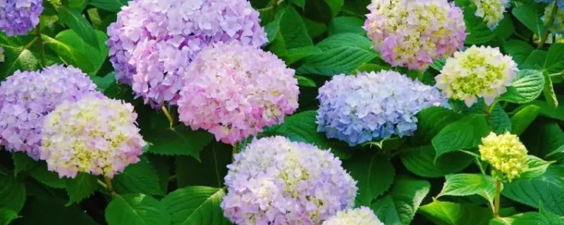 绣球花的花期，一般是在6-8月份左右