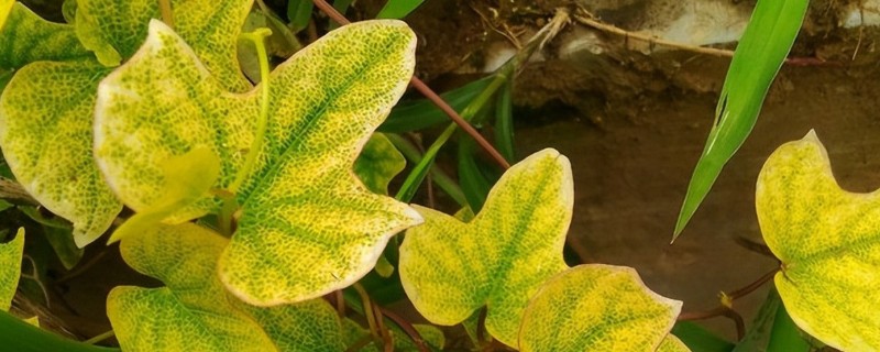 植物缺钾肥会出现什么现象，在叶片上会出现褐色斑点