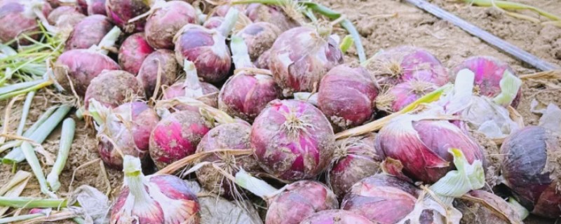 洋葱的收获季节，可以在夏季收获
