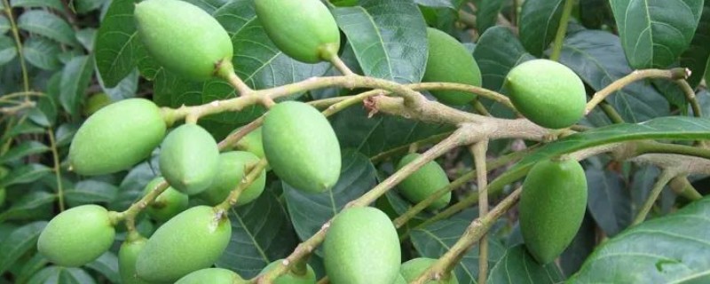 胖大海是什么树长出来的，从锦葵科、胖大海属的植物上长出